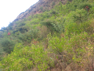 Protected land is recovering natural cover