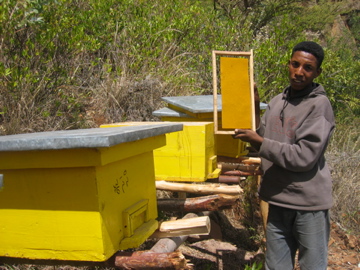 Mekuria Gizaw, coordinator of youth bee-keeping enterprise, shows his bee hives